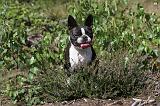 BOSTON TERRIER 014